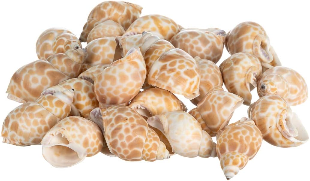 Jade Green Polished Turbo Shell - 4-4.5 Inch, For Hermit Crabs & Coastal Decor 12 thumbnail image