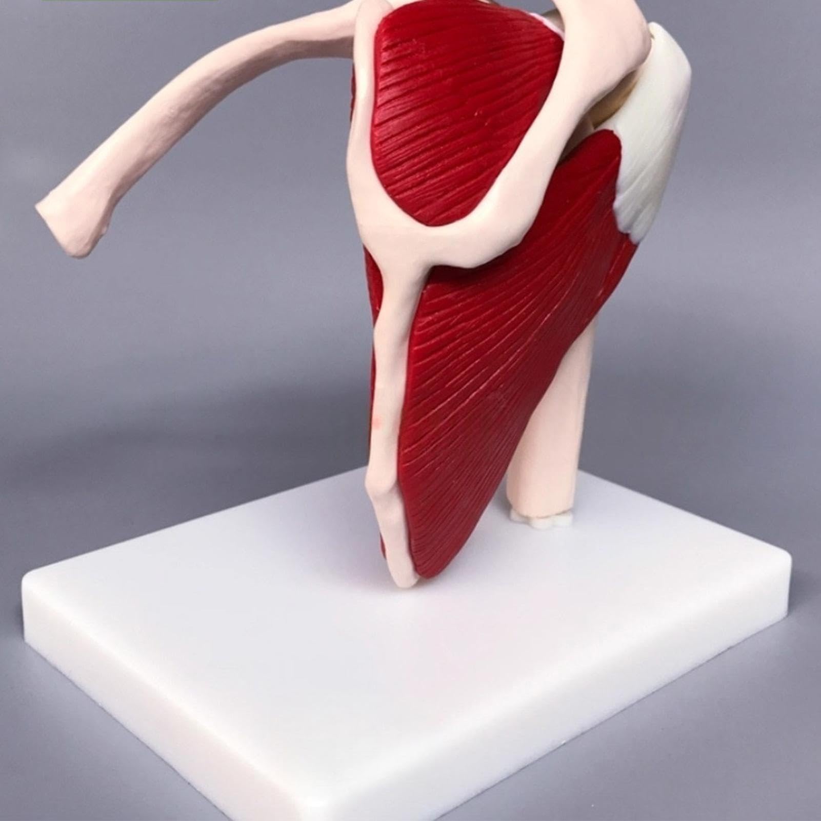 Di Anatomia Strumento di Educazione Anatomica | Di Spalla Del Corpo Umano Per Medico Uomini Donne Ragazzi Ragazze Giovani Adolescenti Figlio Figlia Famiglia