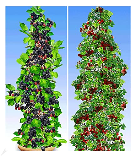 BALDUR Garten Säulen-Beeren-Kollektion,2 Pflanzen, 1 x Säulen-Brombeere...