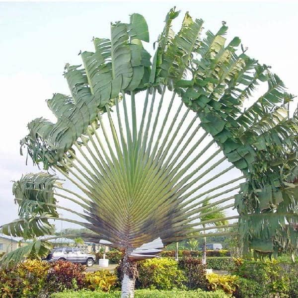 Miniatura 2 de Ravenala madagascariensis Ventilador PlátanoBanana ViajeraÁrbol de Viajeros 5_Seeds