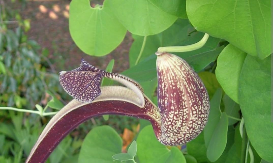 Aristolochia Ringens Aadu Theenda Palai Live Flowering Plant | Medicinal Plant, Skin Care, 1 Plant, Live Plant-image-2