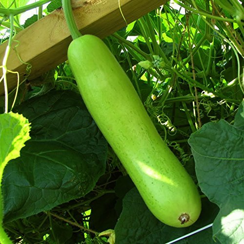 Bottle Gourd (Dhari Loki) and Ash Gourd (Mithai Petha) Seeds (Pack