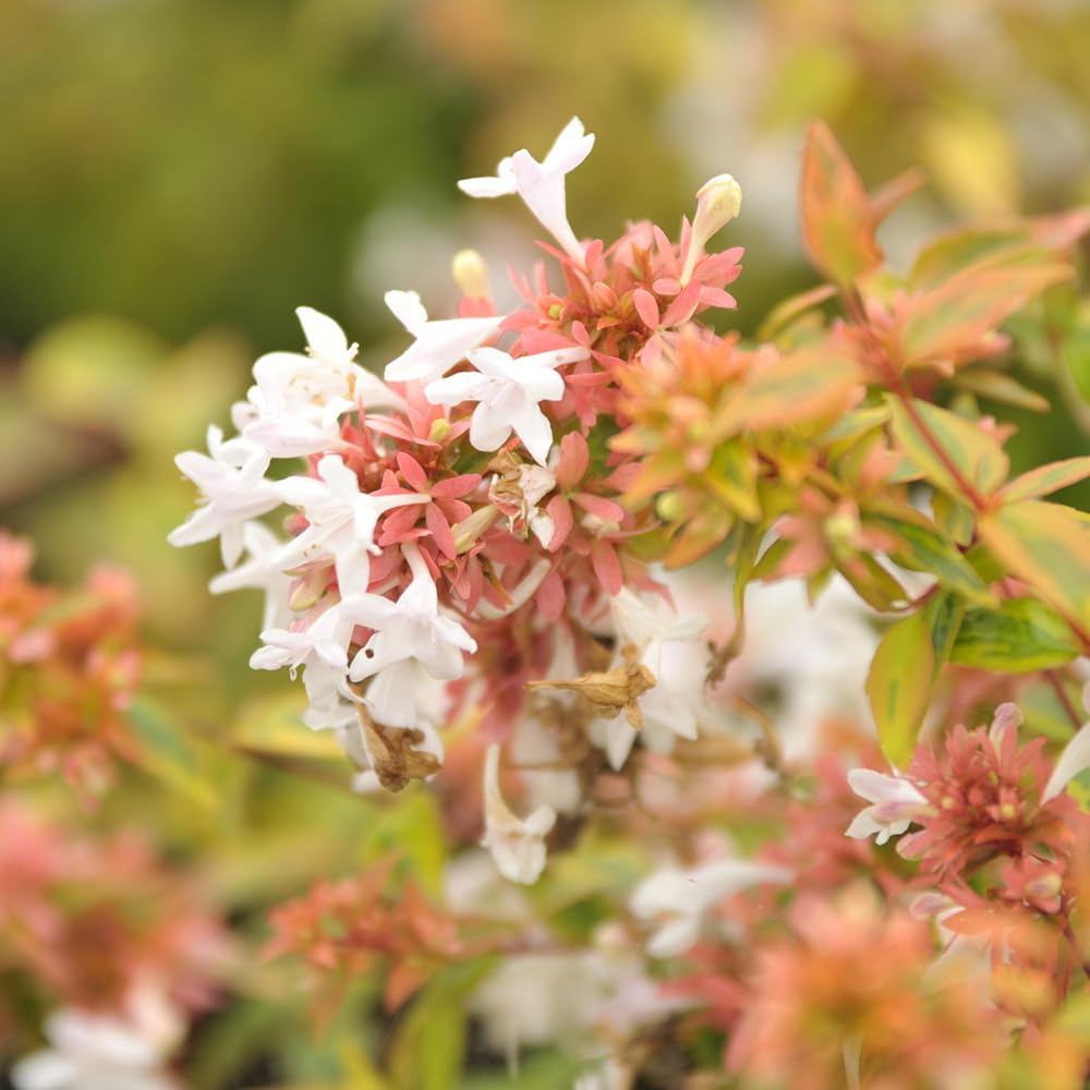You Garden Yougarden Abelia 'kaleidoscope'Pair Of Established Plants In 2L PotsReady To Plant from B&Q