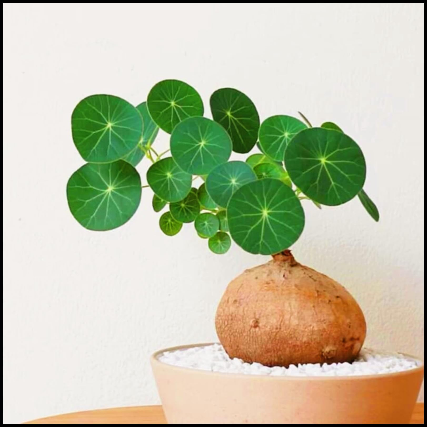 Stephania erecta Live Plant,Stephania erecta Bulb,Wedding Flowers/Potted/Plants/Rhizome/Ornamental-4bulbs-e