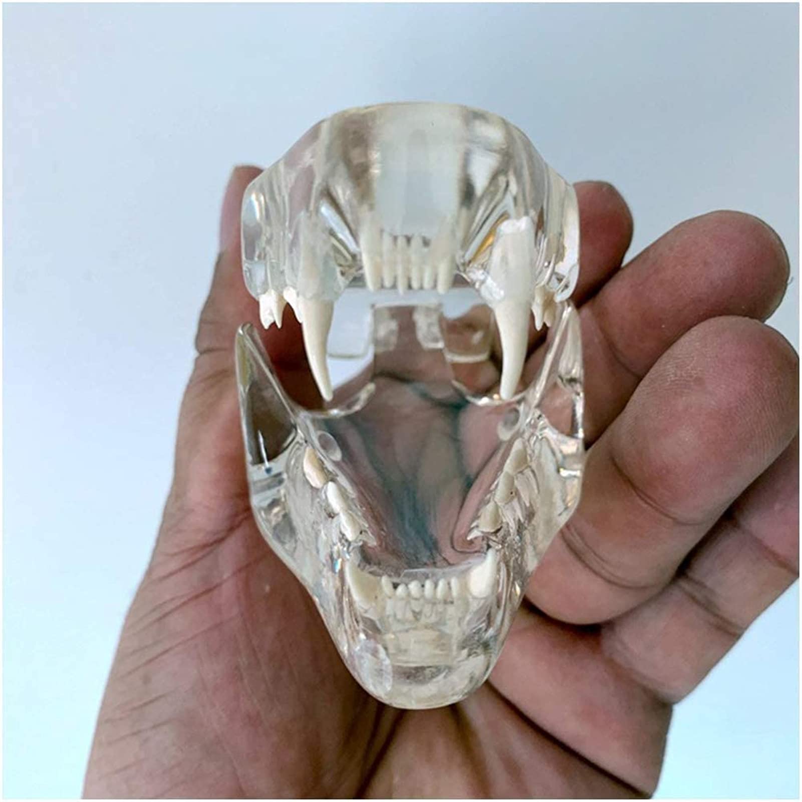 Przezroczysty model zębów kota - Medyczny anatomiczny model zębów kota - Model anatomiczny Kryształowe zęby kota - do prezentacji w laboratorium weterynaryjnym Materiały dydaktyczne