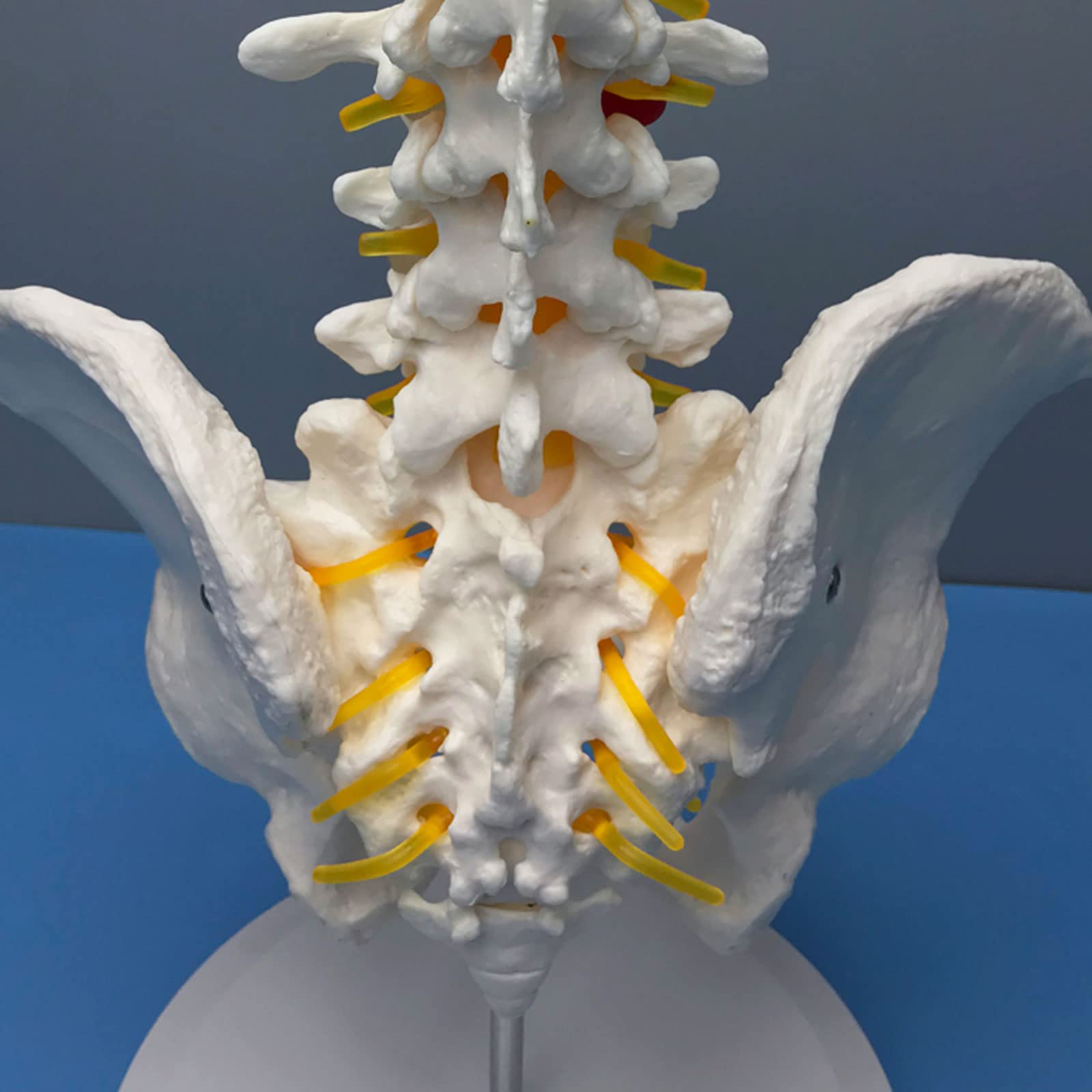 Modèle Squelettique De La Colonne Lombaire, Modèle De Vertèbres Lombaires À Cinq Sections De La Ceinture Pelvienne Matériau En PVC Anatomie Humaine Squelette Modèles Médicaux Matériel Éducatif