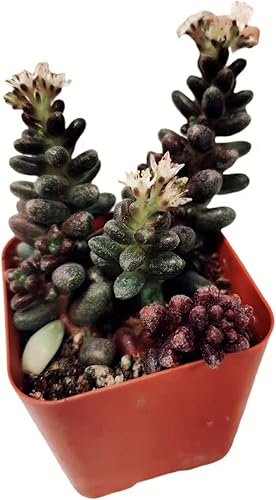 Plantas de cactus suculentas vivas de USKC (maceta Sedum Furfuraceum de 2 pulgadas)
