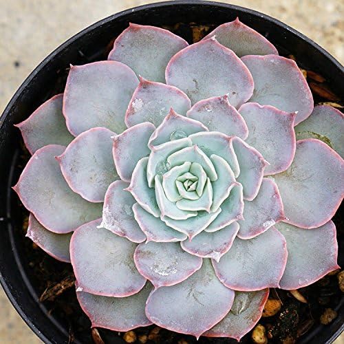 Amazon Co Jp ゴールドマニー 7 5cmポット エケベリア Echeveria Goldmanii 福岡県産 多肉植物 多肉 観葉植物 インテリアグリーン 寄せ植えに 本 ホーム キッチン Amazon Co Jp ゴールドマニー 7 5cmポット エケベリア Echeveria Goldmanii 福岡県産 多肉植物 多肉 観葉植物 インテリアグリーン 寄せ植えに 本 ホーム キッチン