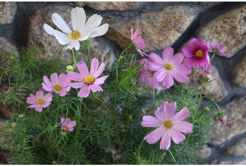 Amazon.co.jp: コスモス あづみ野 MIX植え 4号鉢 1株販売 秋桜 寄せ