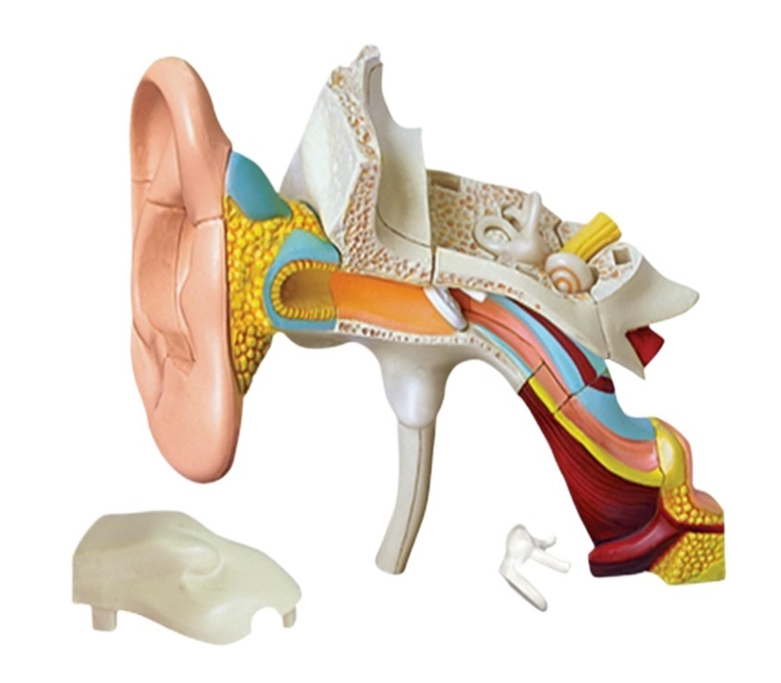 GTHTUHFD 4D Human Ear Anatomy Model Skeleton Medical Teaching Aid Puzzle Assembling Toy Laboratory Education Classroom Equipment