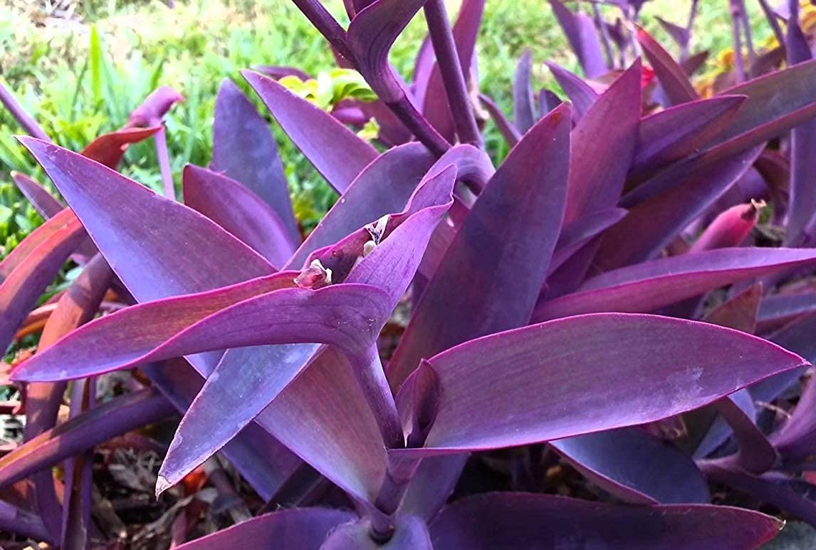 GREEEN Earth Wandering Jew, Tradescantia Pallida Wandering Jew Purple Heart Purple Queen Live Plant 1 Piece (B09CTPST45) Amazon Price History, Amazon Price Tracker