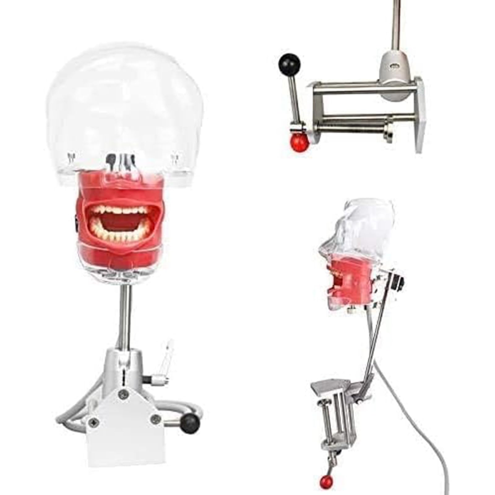 Dentalsimulator, Manikin-Kopf, Lehrmodell, 360° drehbar, Dentalmodell für Zahnmedizin und Zahntechnik A