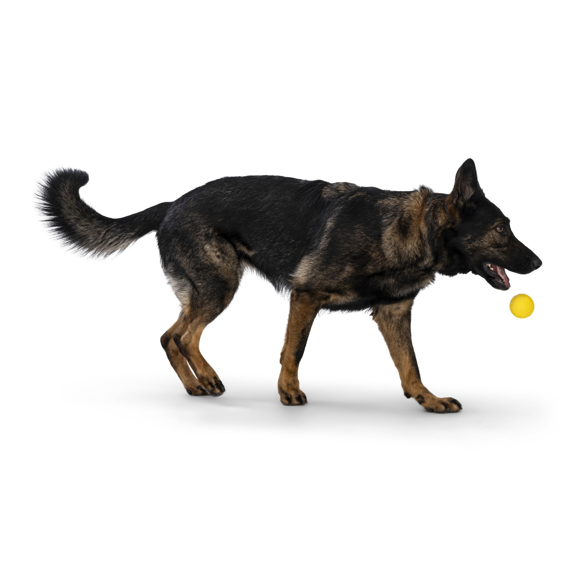 WEST PAW Boundr Ball Dog Fetch Toy, Bouncing Toys for Dogs Fetch, Catch, Chewing, Play, Floatable, Recyclable Balls - Image 4