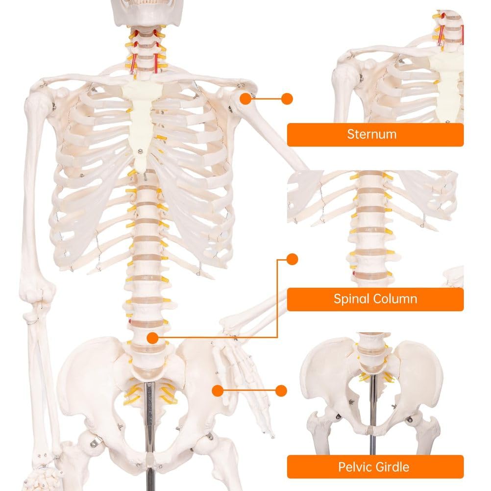 Modelo de esqueleto humano de tamaño natural de 70,8 pulgadas con nervioso y arteria carótida, esqueleto de anatomía posible en soporte rodante, 1 Uds.