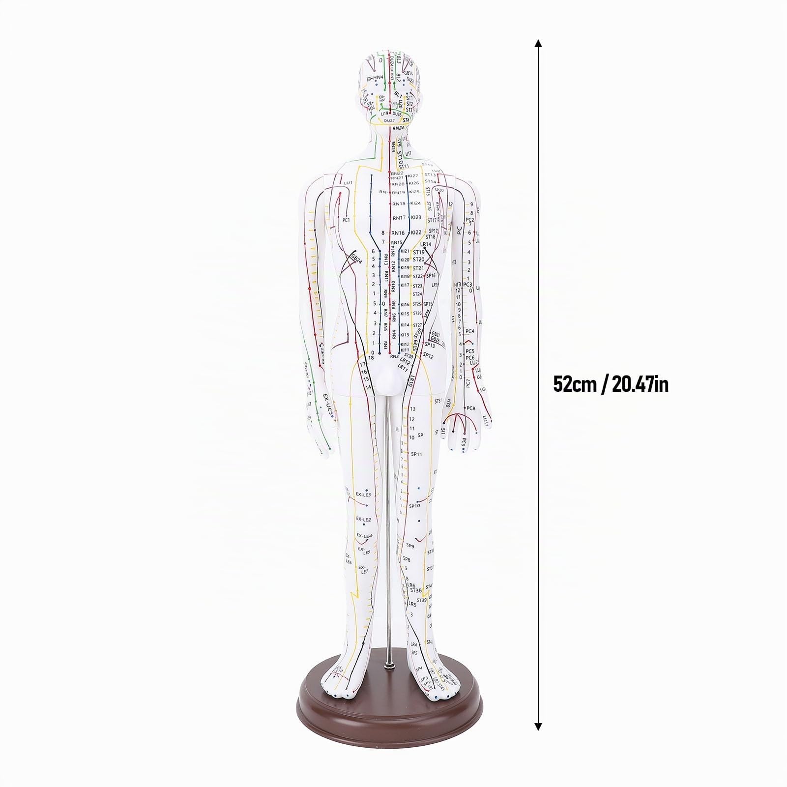 Modèle d'acupuncture, poupée d'acupuncture professionnelle en PVC de 20,47 pouces Modèle d'acupoint humain de haute définition avec base pour l'enseignement de la médecine