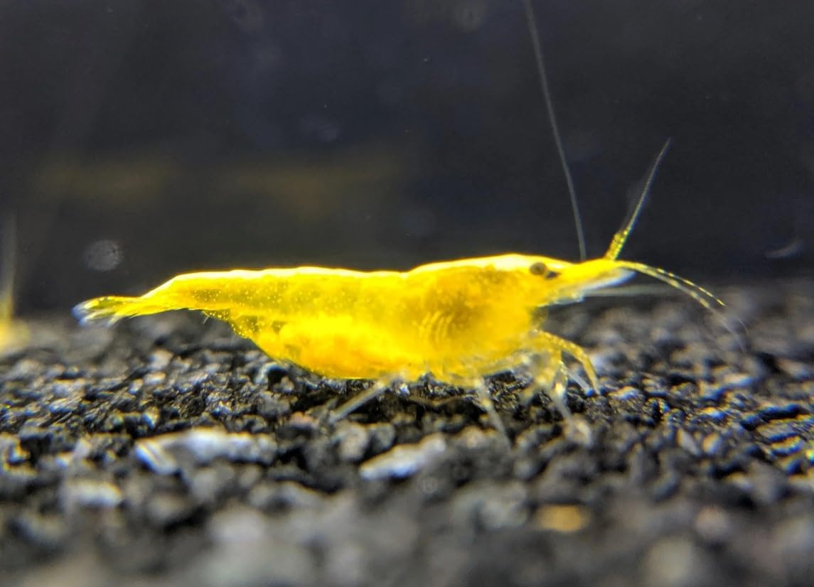 Las Vegas Exotic Fish™ 20 Mixed Color Neocaridina Shrimp Live Freshwater Shrimp Aquarium Inverts
