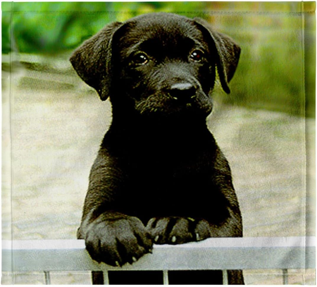 3dRose Cute Labrador Puppy 22x30 Bath Hand Pool Towel