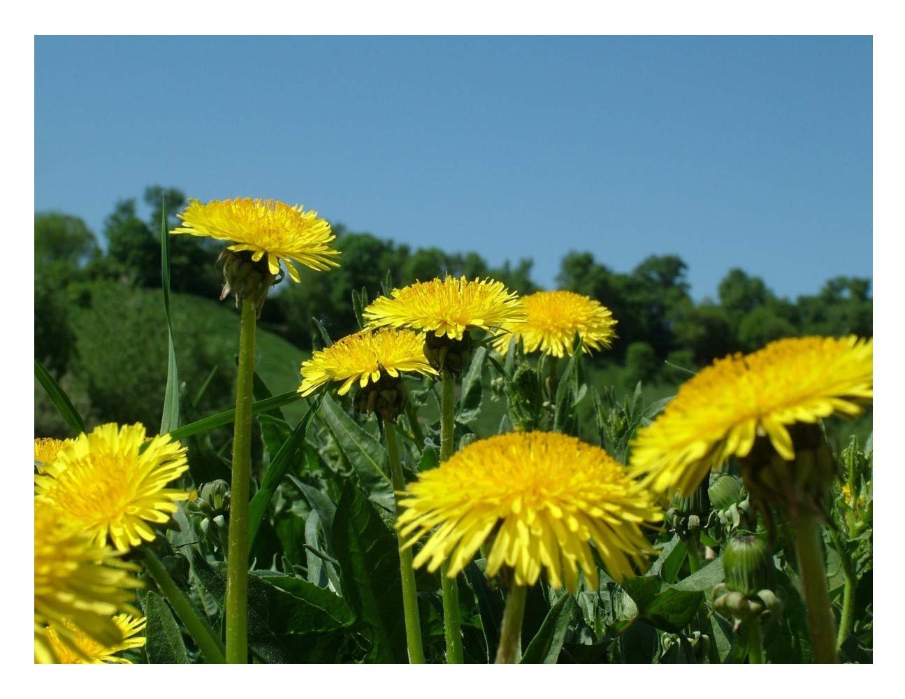 PREMIER SEEDS DIRECT - Wild Flower - Dandelion Seeds - TARAXACUM OFFICINALE Tortoise Food (22 Grams)