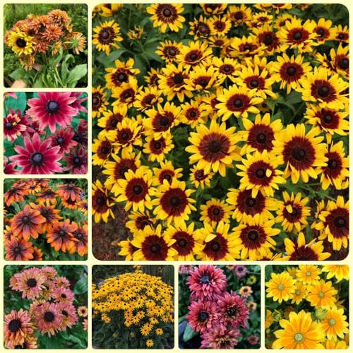 Semi di echinacea, Rudbeckia laciniata, regali sostenibili semi di campo perenni esotiche autunnali resistenti 150pcs
