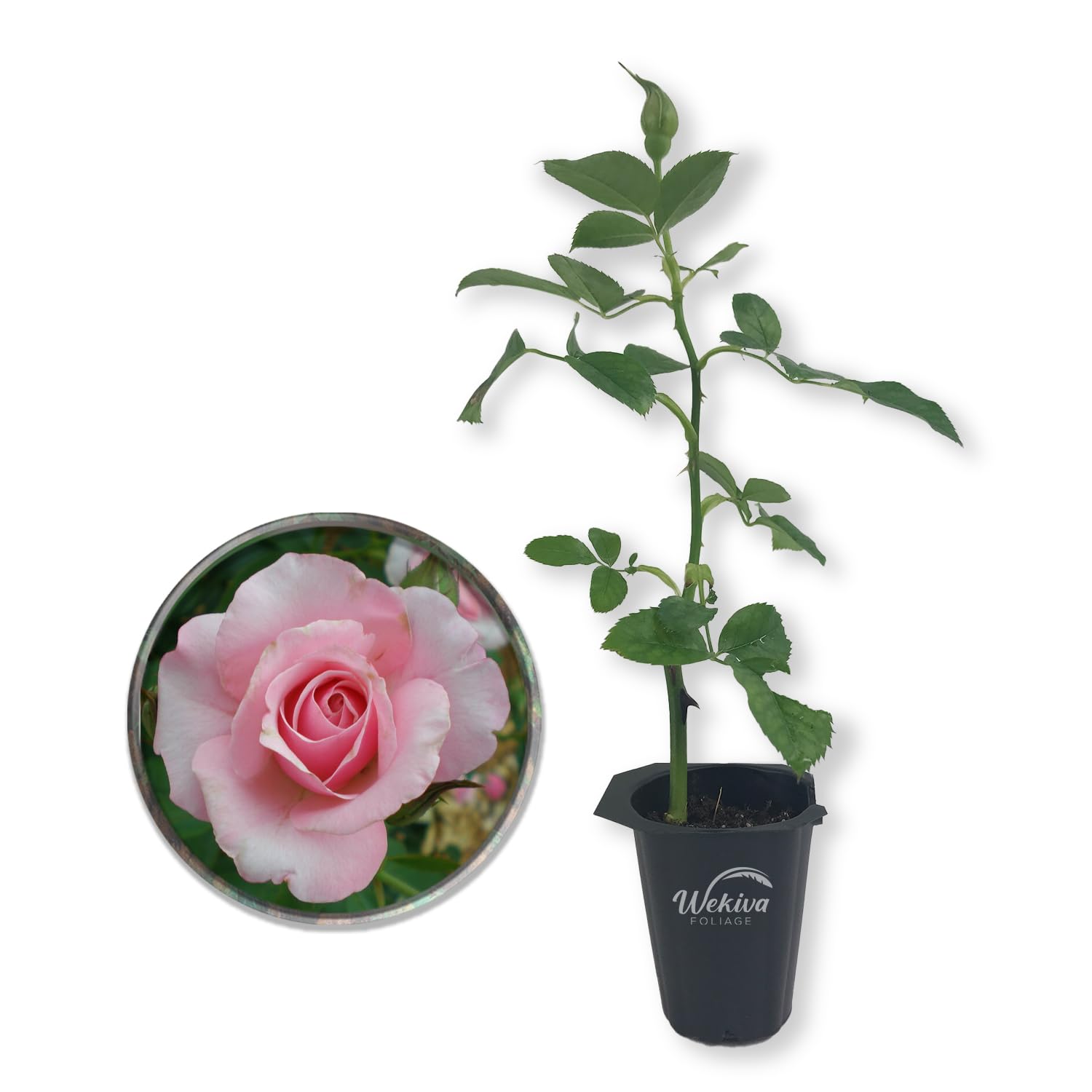 Amazon.com : Our Lady of Guadalupe Rose Bush - Live Starter Plant