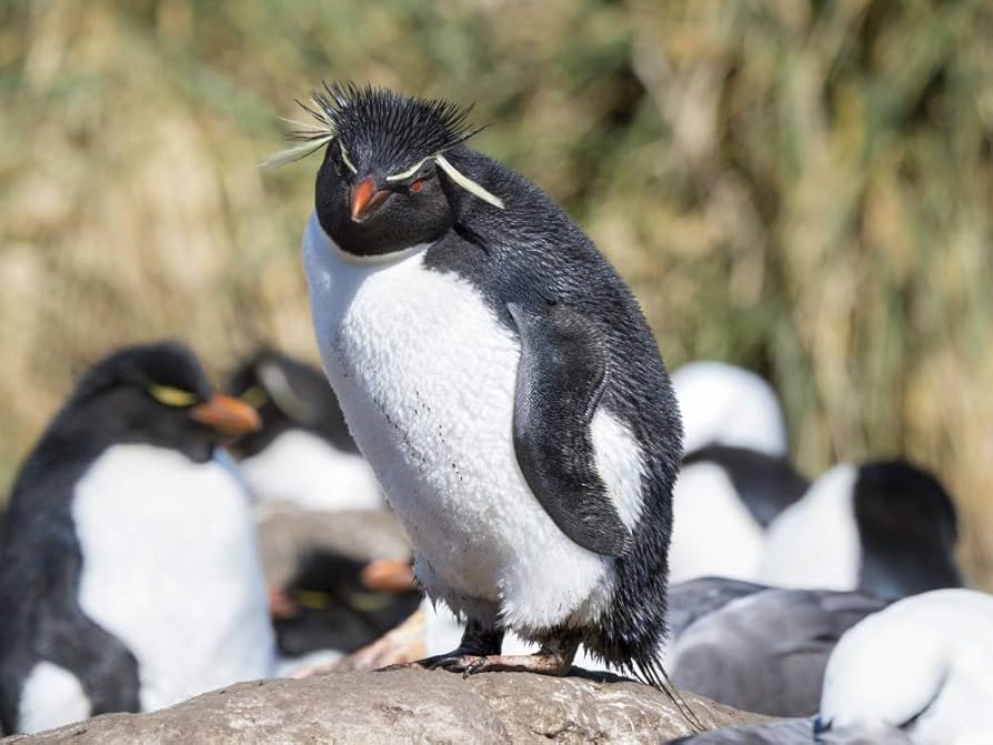 Amazon.com: Posterazzi PDDSA09MZW0919, Subspecies Western Amazon.com: Posterazzi PDDSA09MZW0919, Subspecies Western