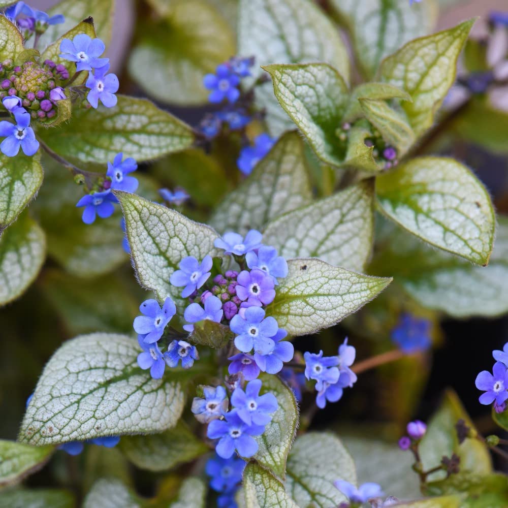 Brunnera 'Jack Frost' Plants macrophylla Siberian Bugloss Hardy Perennial Blue Blooms Silver-White Foliage Easy to Grow Your Own Flowers Ideal for Shade 1 x 3 Litre Potted Plants by Thompson & Morgan