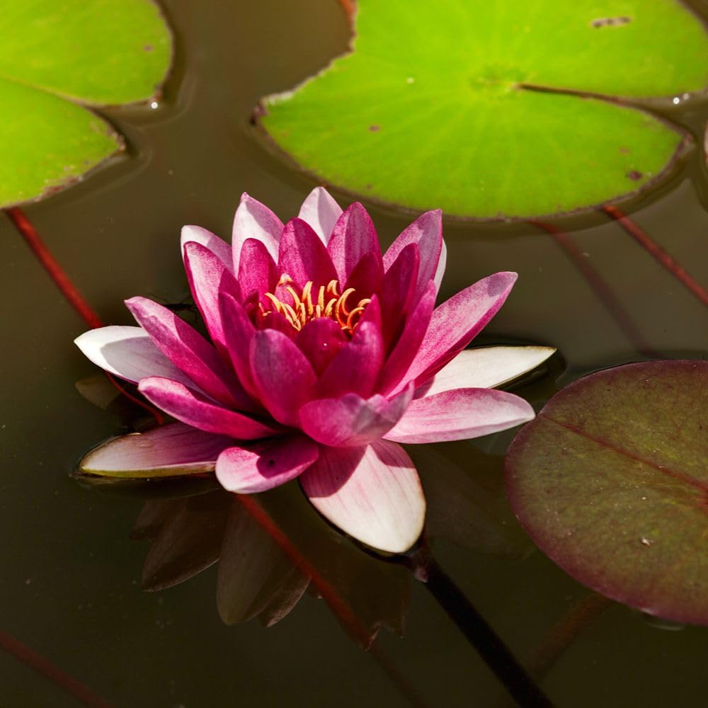 Red Water Lily – Stunning Exotic Blooms with Glossy Foliage, Perfect for Small Ponds or Water Features, Compact & Tender Variety - 2X Bare Roots by Thompson & Morgan