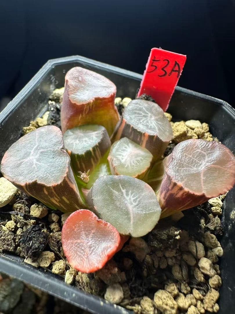 53a 多肉植物 ハオルチア　心の翠万象錦　自家繁殖　鉢植え発送 Amazon｜53a 多肉植物 ハオルチア 心の翠万象錦 自家繁殖 鉢植え発送