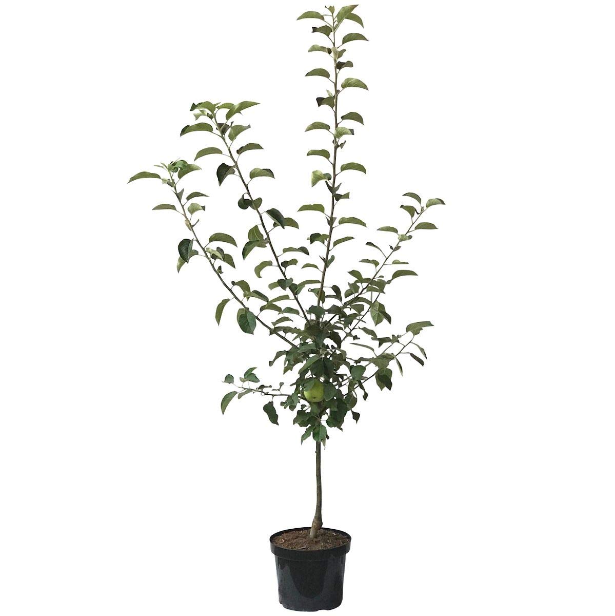Cox Orange kleinbleibender Apfelbaum Obstbaum als Zwergbaum 110-140 cm 10 Liter Topf M26