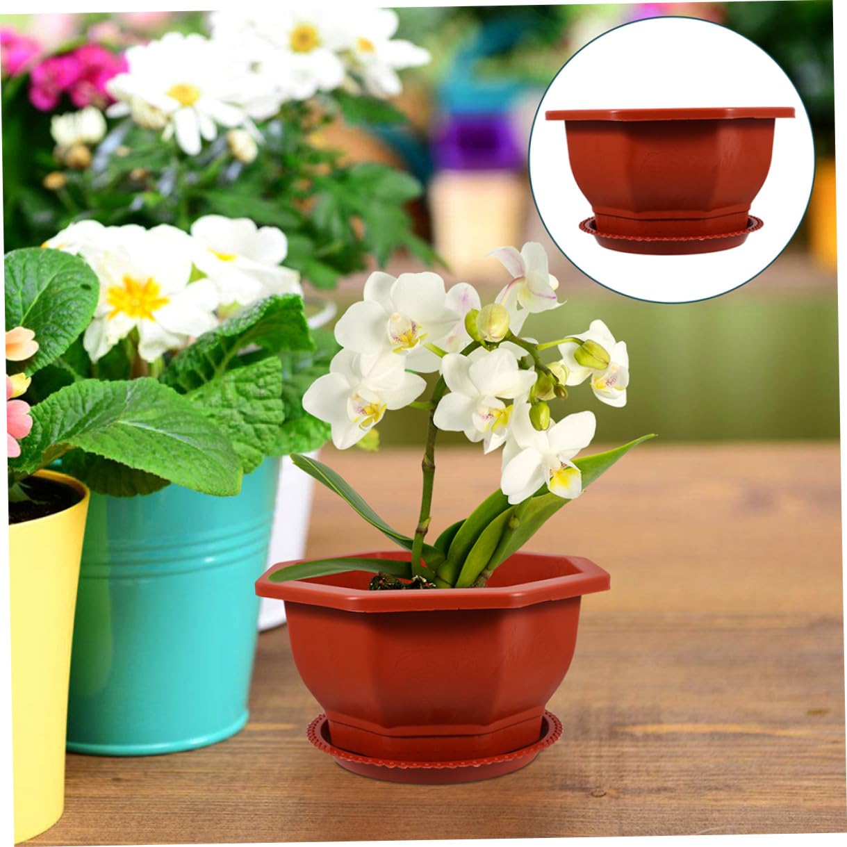 et Réutilisables en PP Rouges Pots Octogonaux Lot de 5 Faciles à Entretenir pour Plantes Succulentes et D'intérieur Adaptés pour Usage Intérieur et Extérieur