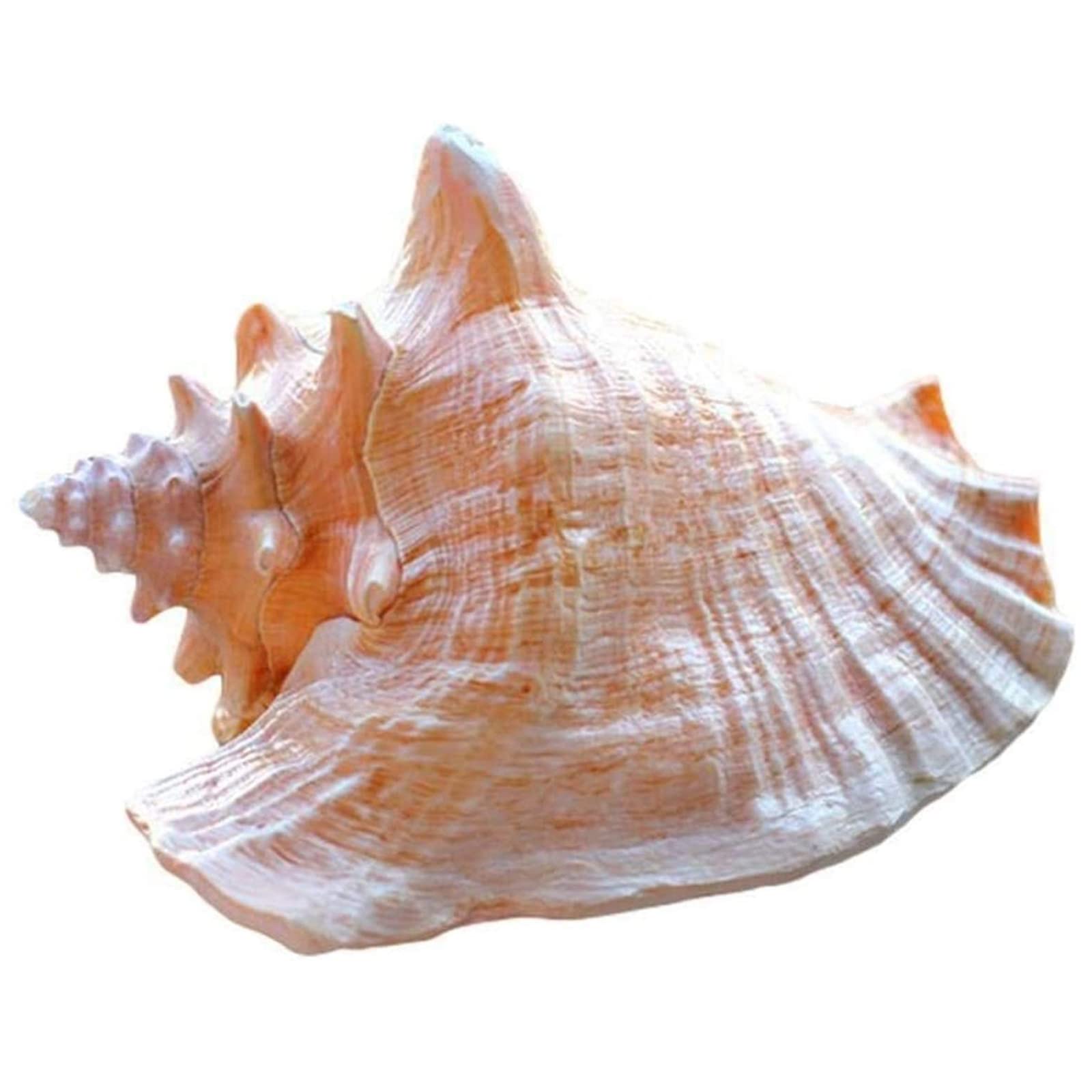 AMAZOM Large Natural Conch Sea Shells Queen Phoenix Snail Fish Tank Decoration Big Conch DIY Crafts Natural Shell Wedding Festival Party Home Office Ornaments Great Collection Gift