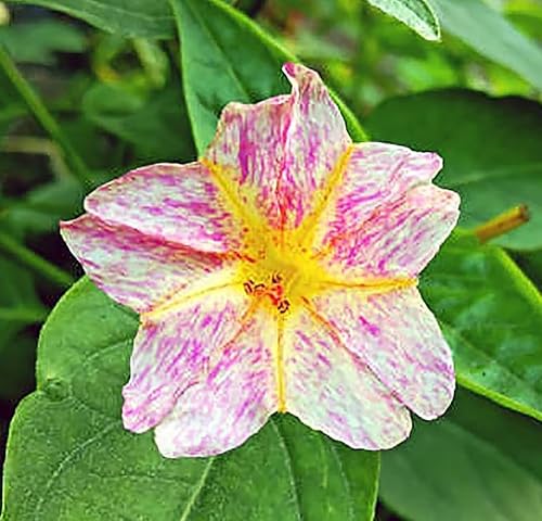 Miniatura 4 de 80 semillas de colores rotos a las cuatro en punto: tierna planta perenne que se resembra fácilmente