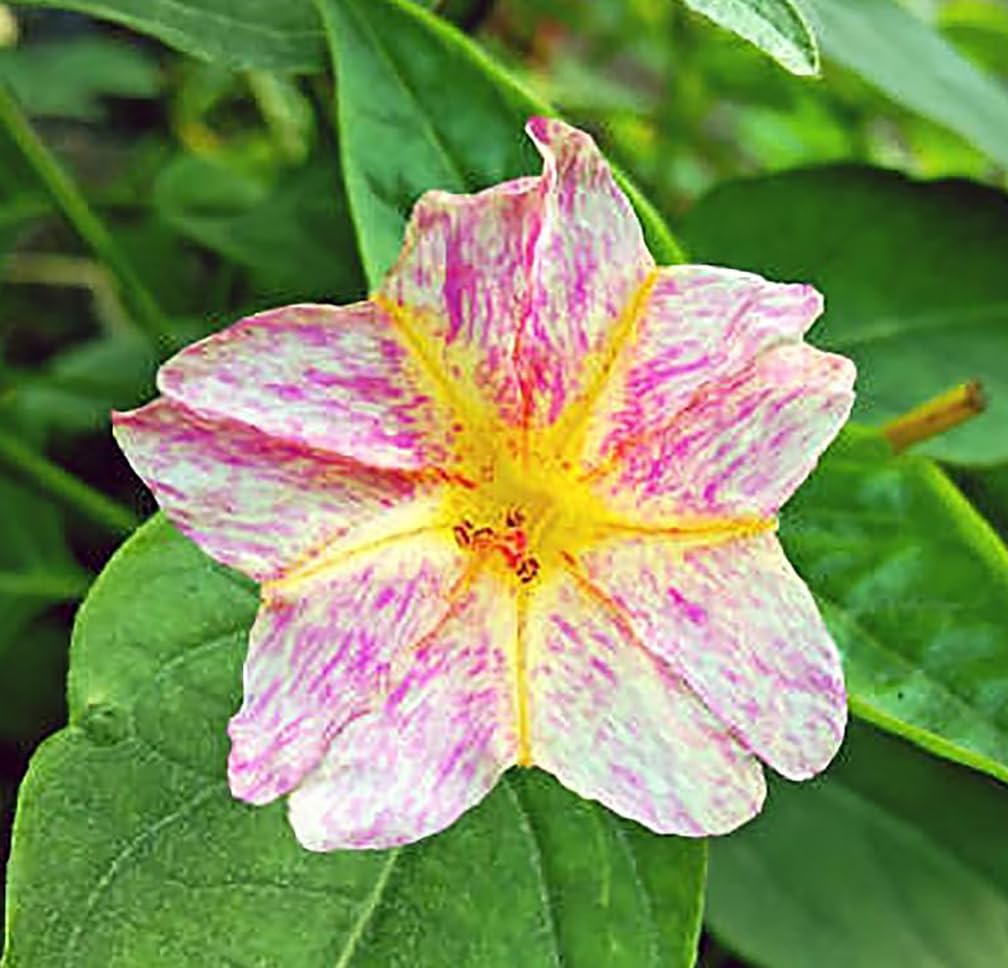 Amazon.com : 80 Broken Colors Four O'Clock Seeds - Tender