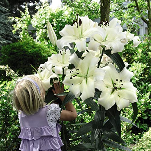 Lily 'Pretty Woman' - Towering Giant Lilies with White Blooms - Sweet Fragrance - Easy-to-Grow - Nurseryman's Choice - Flower Seeds - Supplied as 5X Bulbs & 5X Packets of Seeds by Thompson & Morgan