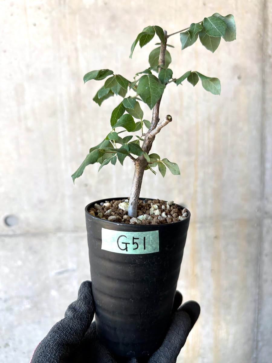 Amazon｜【現品限り】コミフォラ・エデュリス【G51】 Commiphora