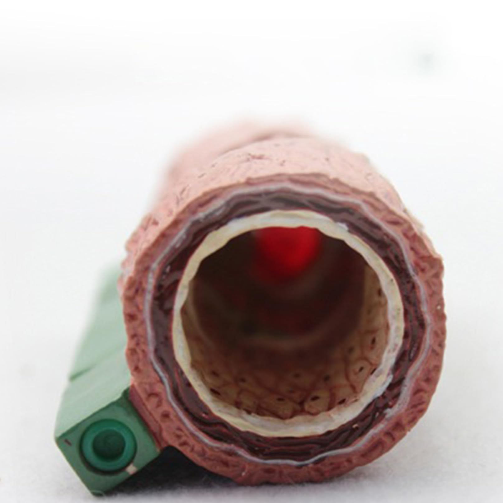 Modèle d'artère en 4 pièces, réplique de l'anatomie du corps humain de la plaque de l'artère accumule pour outil éducatif de bureau, modèle d'apprentissage médical e A