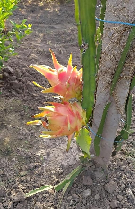 Image of Dragon Fruit Live Plant | Healthy Pitaya Cactus Plant for Home & Outdoor Gardening | Fast Growing | Easy Maintenance | Pack of 1