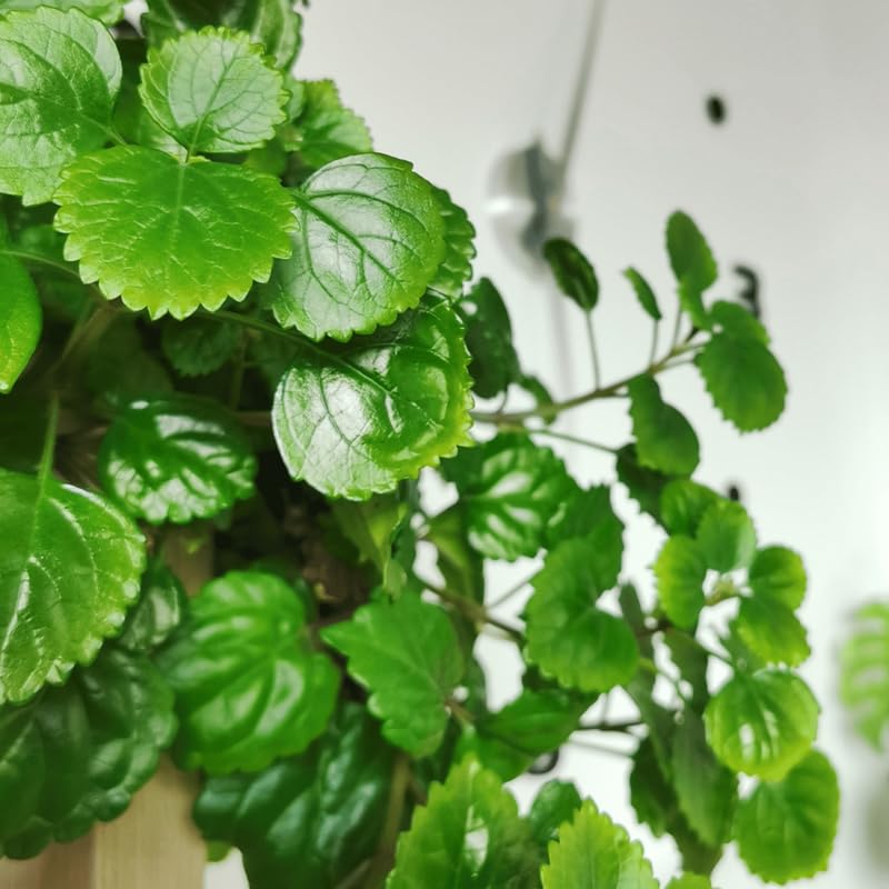 indoor plant supports Square Plant Support Kit