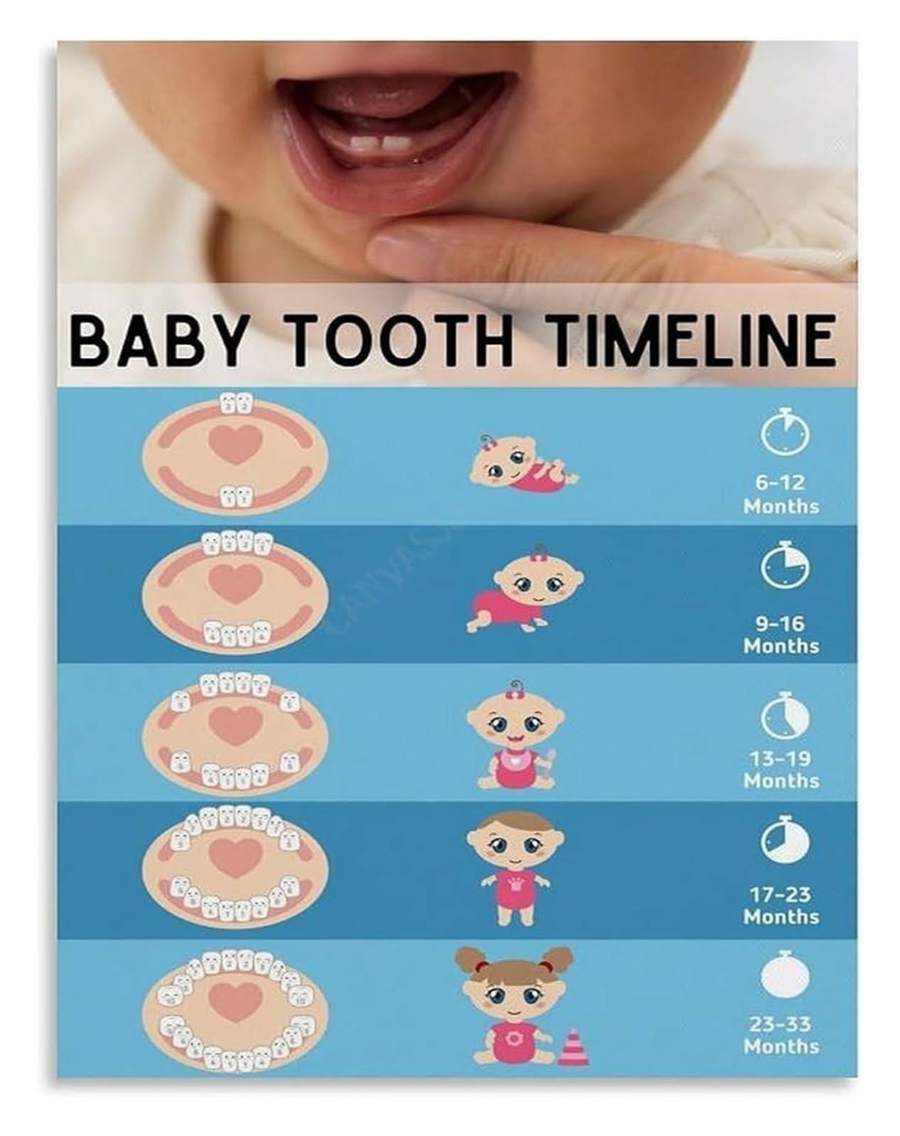 PKNVKZIDK Infant Tooth Eruption Calendar Poster Teething Timeline Guide for Mom Dad Nursery Room Decor