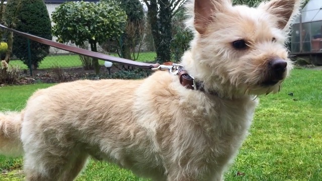 CollarDirect Collare per cani arrotolato in pelle morbido collare rot