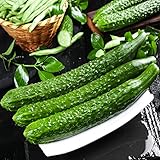 semillas pepino dulce Los tallos y ramas del pepino son alargados, surcados y cubiertos de pelos blancos. Los zarcillos son delgados, enteros, con pelos pubescentes blancos.