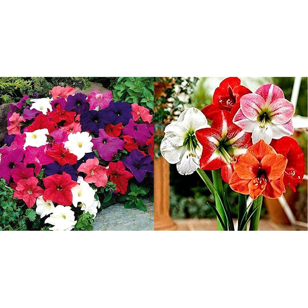 Kraft Seeds by 10CLUB Petunia Mix Flower Seeds (1 Packet , 200 Seeds) | Fragrant Flowering Plants Seeds for Home Gardening | Natural and Real Seeds for Indoor Home Decor (B07ZX3XTWJ) Amazon Price History, Amazon Price Tracker