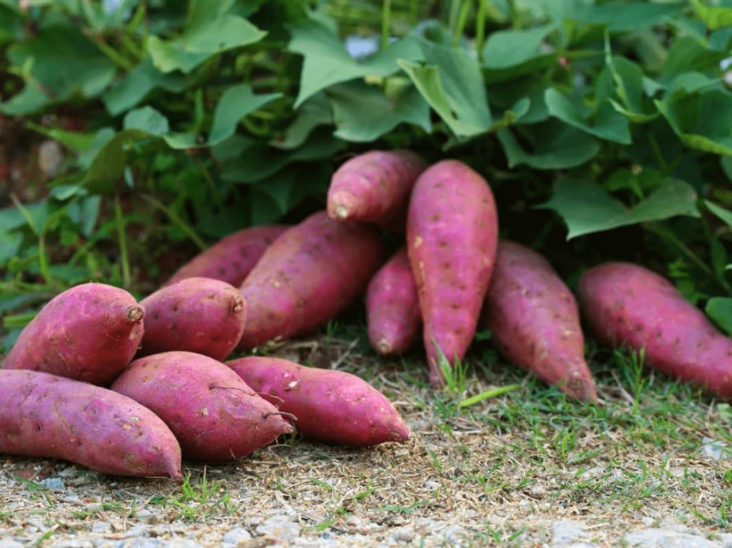 10 Beauregard Sweet Potato Slips, Sweet Potato Planting, Sweet Potato Vine Live Plant, Sweet Potato Vine Plant, Sweet Potato Set 10 Cuttings