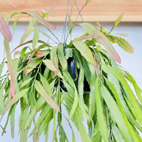 Amazon.co.jp: おしゃれ 観葉植物：リプサリス ラムローサ*7号 吊り鉢
