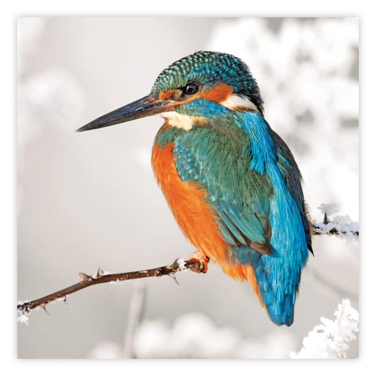 The Wildlife Trusts Kingfisher | 8 Charity Christmas Cards | Eco Friendly FSC 100% Recycled