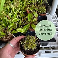 Vista 8 de BubbleBlooms Drosera, Sundews, Planta carnívora rara, en 2 pulgadas Pot Capensis Cape