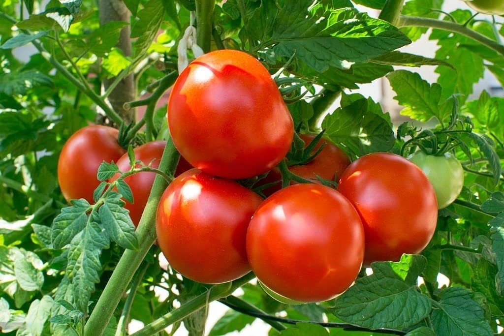 ASHOKE Seeds Tomato Seeds Pathorkuchi Tomato Seeds Desi Tomato Seeds for Gardening Home Farms | All Season Tomato Seeds | High Germination Seeds (100+ seeds/packet) (B0BXHSGXCX) Amazon Price History, Amazon Price Tracker