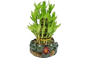 Athena's Garden Lucky Bamboo Indoor Live Plant 3 Tier Tower Fresh Plant...