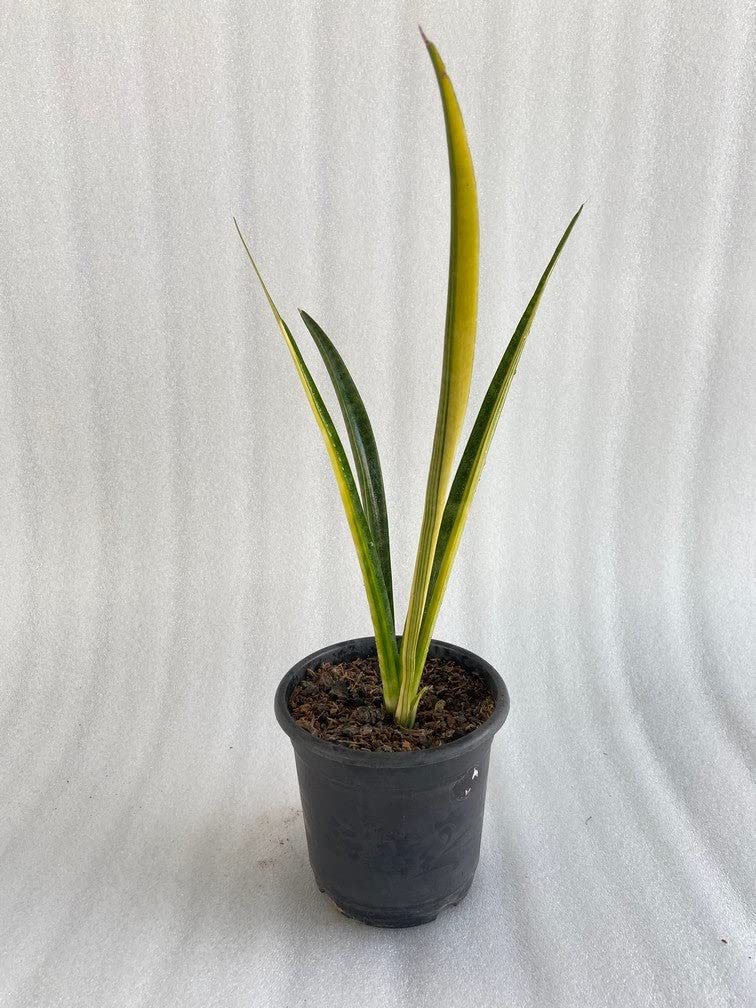 STUDIO SEED Live Plants Indoor | succulent plants live | Sansevieria  Sulcata Variegated live succulent plant | 1 Foot tall | Green color :  Amazon.in: ...