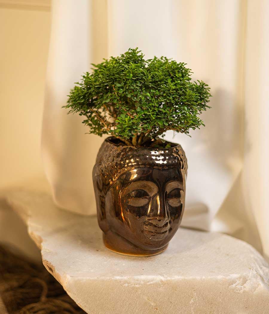 Live Table Kamini Bonsai Plant in Pot, Indoor Decorative Oxygen Plant for Home, Office, Table Display (PACK OF 1) NLH_21-image-33